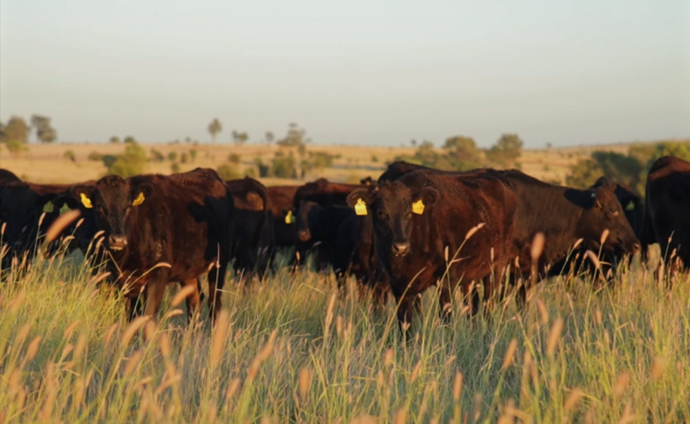 Legacy-Cattle