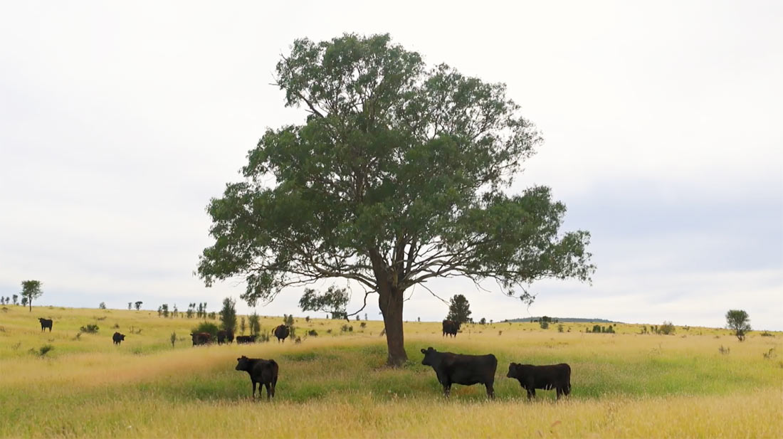 Legacy Wagyu cattle